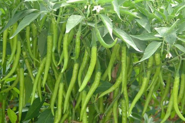 chilli seed planting Indian Long Green Chili Seeds for Planting – High Yield, Non-GMO Veget – Neeraseeds
