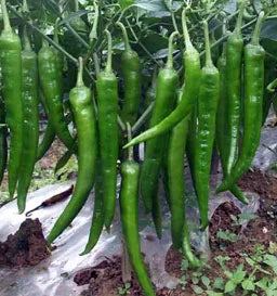 green chilli plant from seed Indian Long Green Chili Seeds for Planting – High Yield, Non-GMO Veget – Neeraseeds