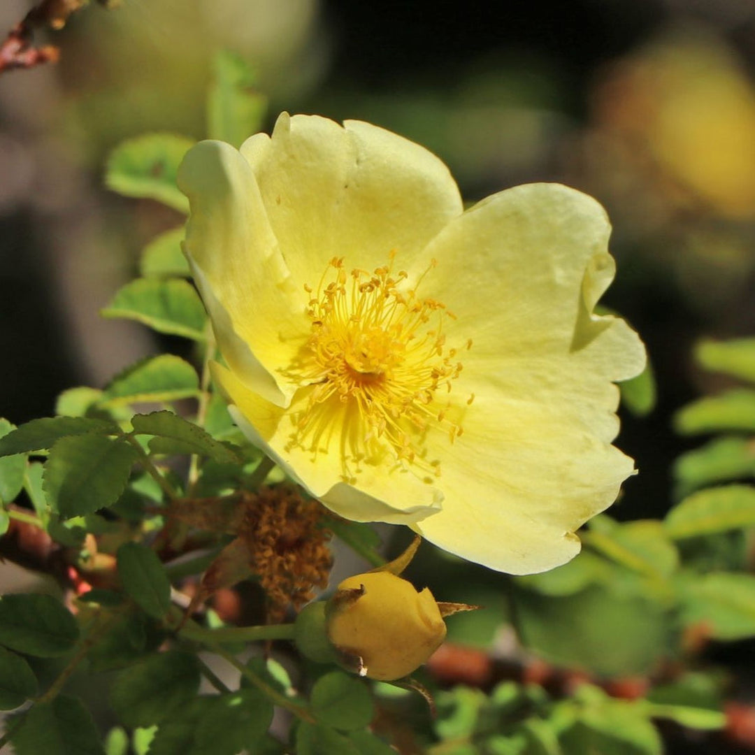 Gule Hugo Rose Blomsterfrø til udplantning, friske og levende, 100 stk