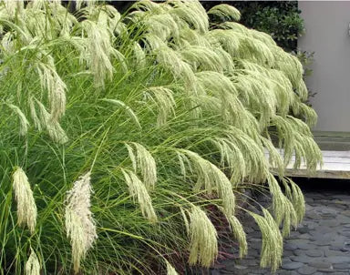 Chionochloa Conspicua Seeds for Planting – Tall Ornamental Grass Seeds, Drought-Tolerant, Ideal for Landscapes