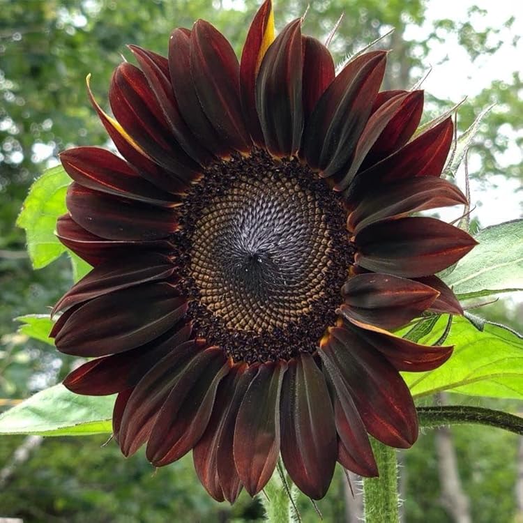 Chocolate Cherry Sunflower Seeds