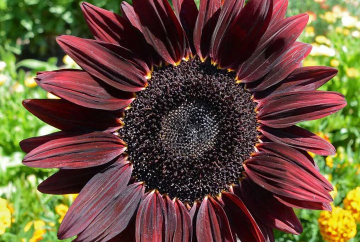 Heirloom Chocolate Cherry Sunflower Flower Seeds for Planting