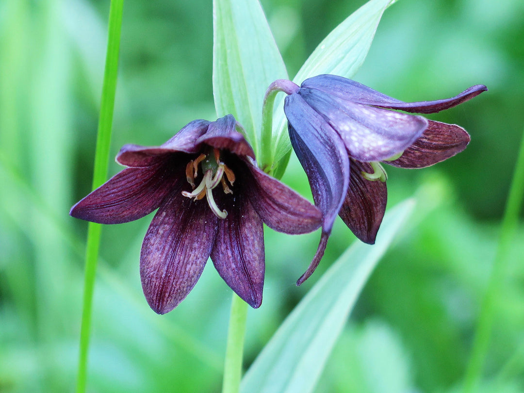 Chocolate Lilly Flower Seeds for Planting - 100 pcs