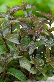 Chocolate Mint Herb Seeds