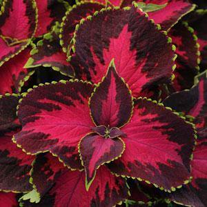 Coleus Sun “Chocolate Covered Cherry” Flower Seeds for Planting – Heirloom Non-GMO Seeds, High Germination Organic Garden