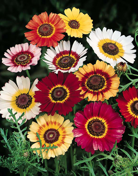 Chrysanthemum Carinatum Heirloom Flower Seeds Non-GMO