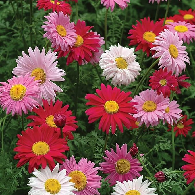 chrysanthemum chrysanthemum flower seeds