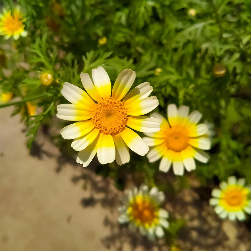 daisy chrysanthemum flower seeds