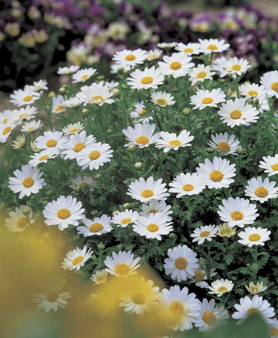 White Paludosum Flower Seeds for Planting 100 pcs