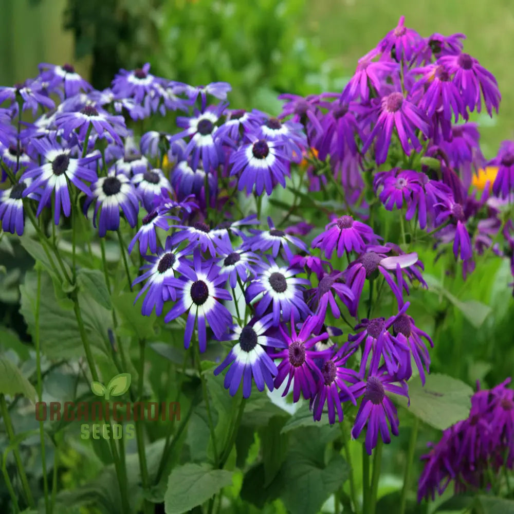 mixed color flower seeds