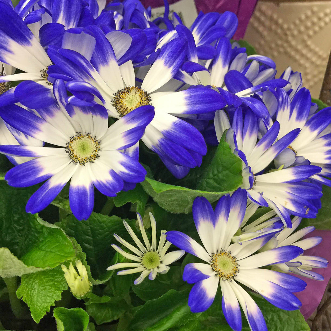 cineraria flower seeds Heirloom Blue White Cineraria Flower Seeds for Planting, Non-GMO