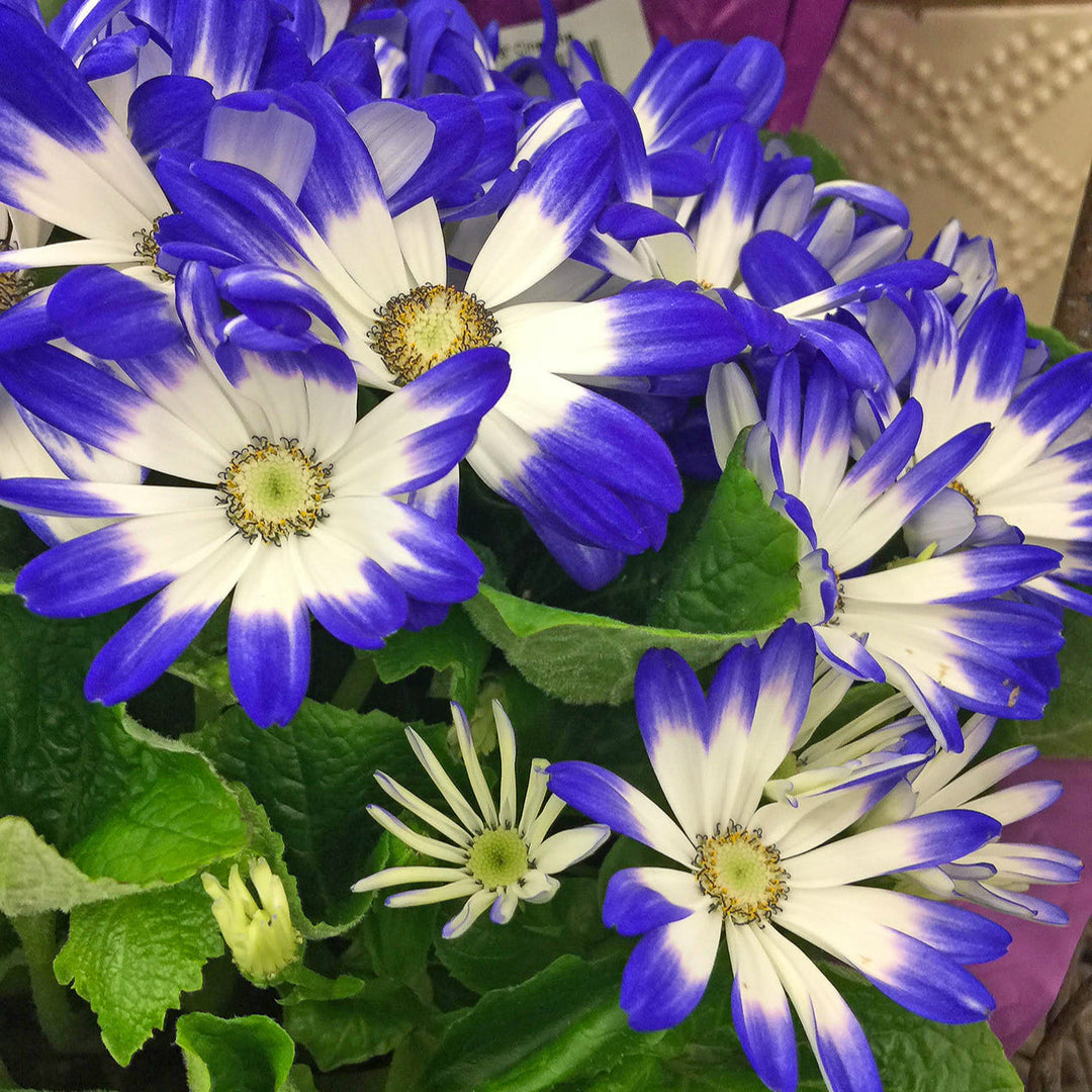 blue white flower seeds
