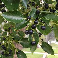 Cinnamomum camphora Fruit Seeds for Planting