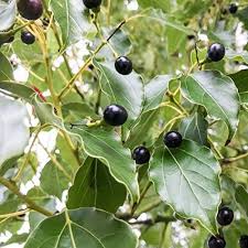 Cinnamomum camphora Fruit Seeds for Planting