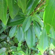 Cinnamon Plant Seeds