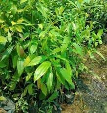 Cinnamon Plant Seeds