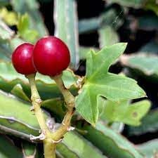 Cissus Fruit Seeds for Planting | Heirloom Non-GMO Organic Seeds for Hardy Tropical Vining Fruits