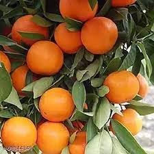 Citrus Aurantium Bitter Orange Seeds