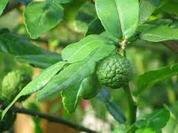 Citrus Hystrix Plant Seeds for Planting