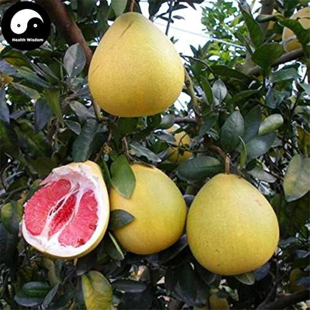 Heirloom Citrus Maxima Pomelo Fruit Seeds for Planting - Growing Your Own Fruit Orchard  at Home Garden