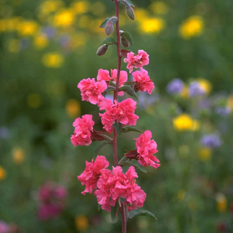 Elegant Clarkia Flower Seeds for Planting – 100 pcs