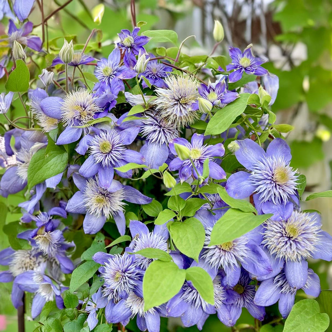 Heirloom Non-GMO Light Blue Clematis Flower Seeds for Planting – Vibrant Climbing Vine Seeds