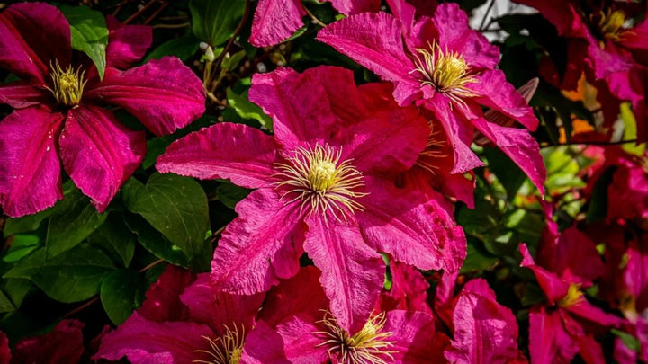 Dark Pink Clematis Flower Seeds for Planting – Heirloom, Non-GMO, High Germination Organic Garden Seeds