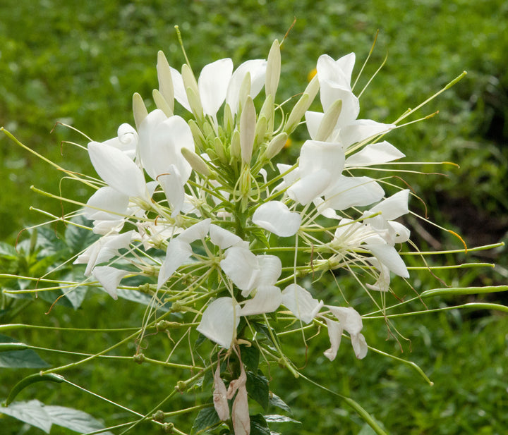 White Cleome Flower Seeds for Planting – Heirloom, Non-GMO Flower Seeds