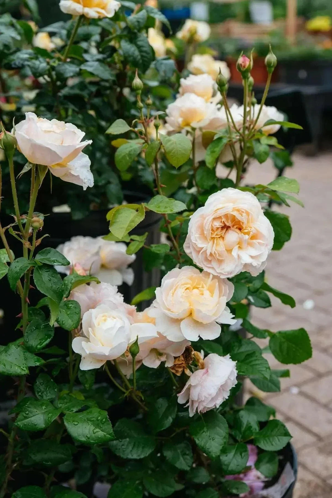 Moonlight Rose Blomsterfrø til udplantning - 100 stk