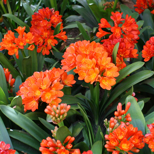 clivia clivia flower seeds