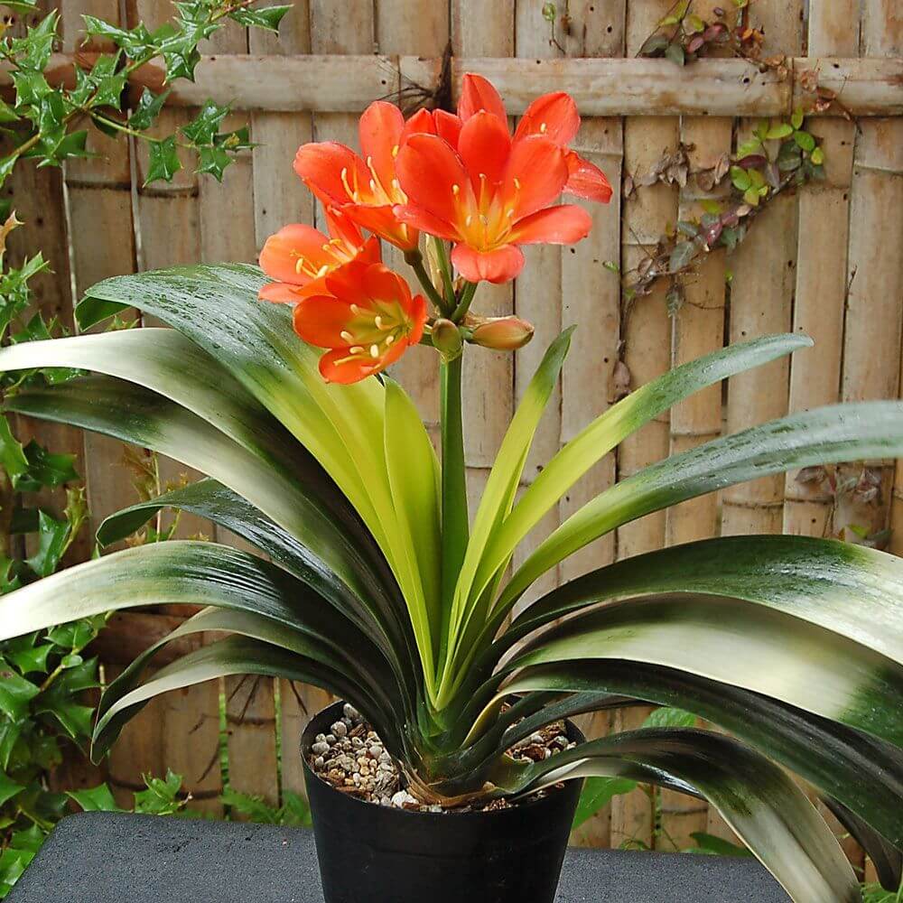 clivia clivia flower seeds
