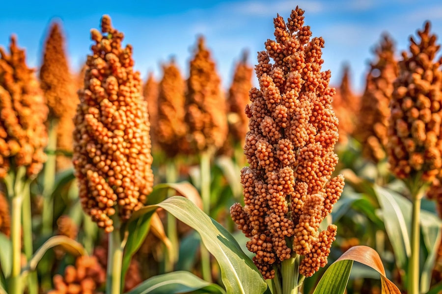 Heirloom Sorghum Flower Seeds, Non-GMO Ornamental Grass Blooms for Garden and Landscape Planting
