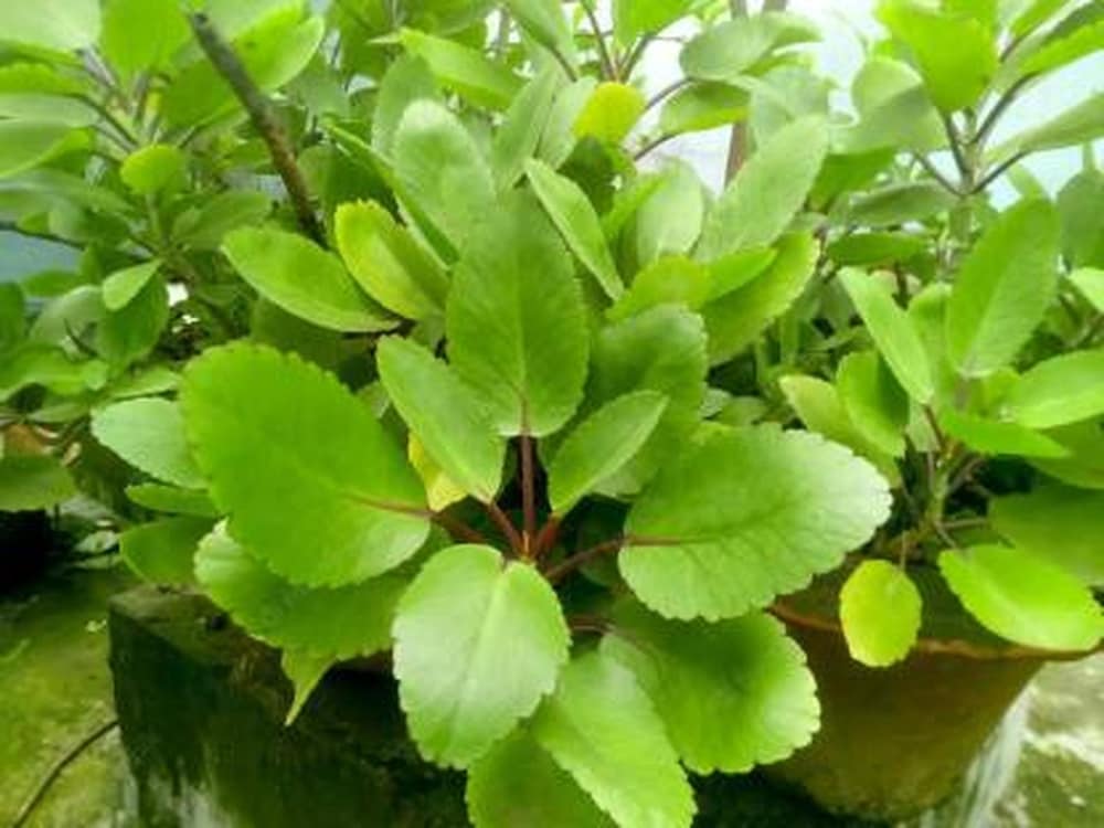 Bryophyllum Pinnatum Plant Seeds for Planting – 100 pcs