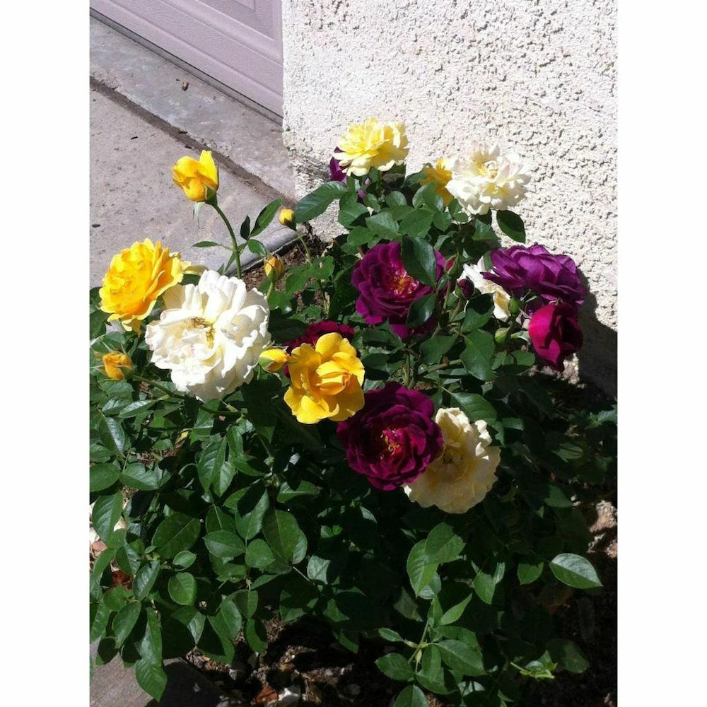 rose mixed flower seeds