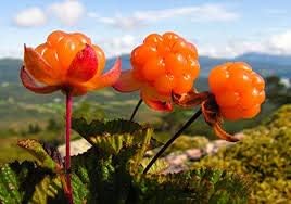 Cloudberry (Rubus) Fruit Seeds for Planting