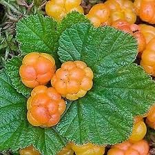 Cloudberry (Rubus) Fruit Seeds for Planting
