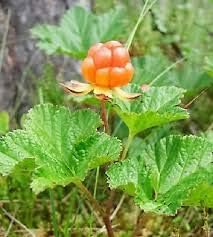 Cloudberry (Rubus) Fruit Seeds for Planting