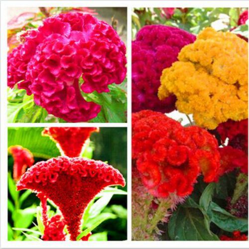 Mixed Color Stone Cockscomb Flower Seeds – Heirloom, Non-GMO, Vibrant Blooms for Garden & Landscaping