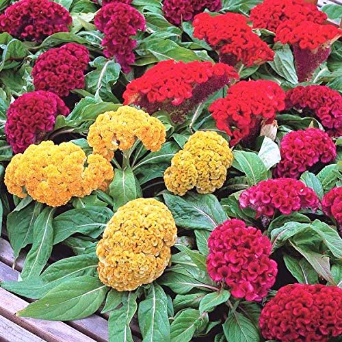 Mixed Color Stone Cockscomb Flower Seeds – Heirloom, Non-GMO, Vibrant Blooms for Garden & Landscaping