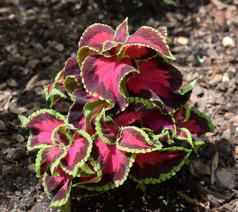 Bourgognegrøn Drage Coleus Plantefrø 100 stk