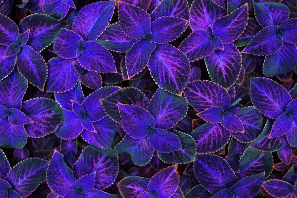 Violet Coleus Plant Seeds for Planting – Heirloom, Non-GMO, High Germination Organic Garden Foliage Seeds