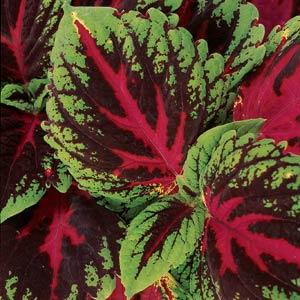red heirloom flower seeds