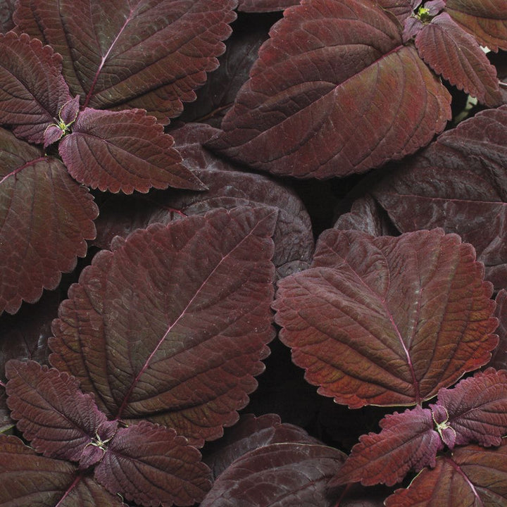 Coleus Premium Sun Dark Chocolate Flower Seeds for Planting – Heirloom Non-GMO | High Germination Garden Seeds
