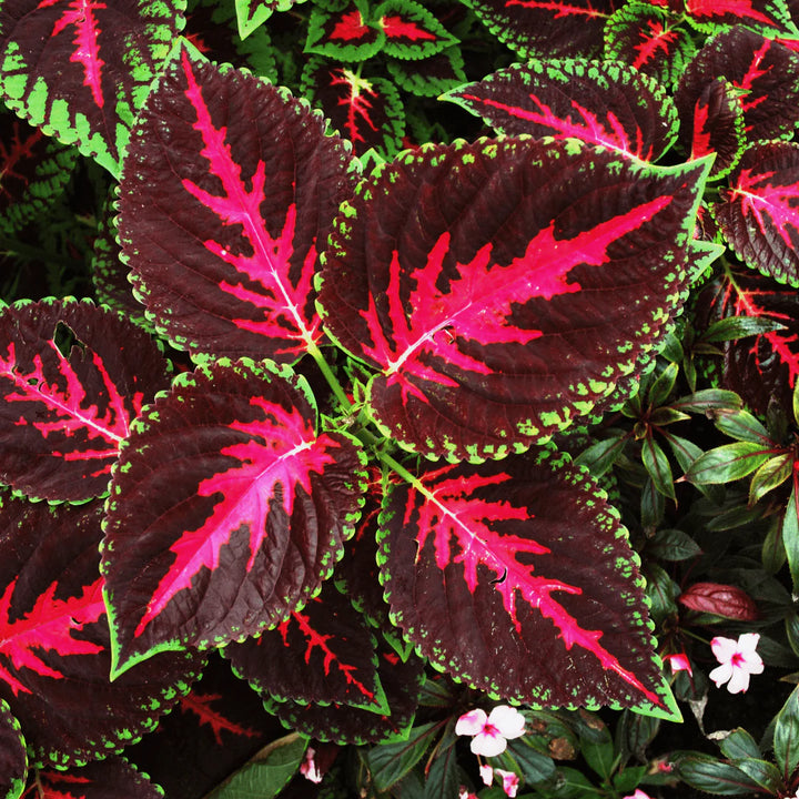 Bourgognegrøn Drage Coleus Plantefrø 100 stk