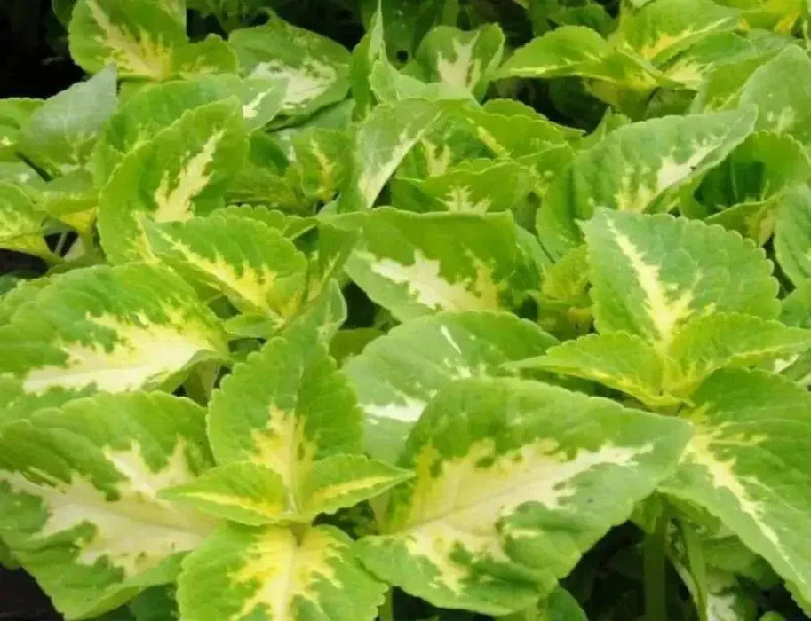 Yellow Green Coleus Plant Seeds for Planting - 100 pcs