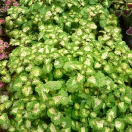 Coleus Trailing Yosemite Plant Seeds for Planting – Heirloom Non-GMO, High Germination Organic Garden Seeds