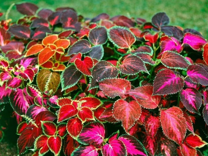 Friske Coleus blomsterfrø til udplantning - 100 stk