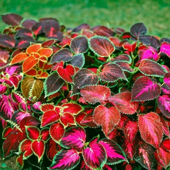 Coleus Multi-Colored Plant Seeds for Planting - 100 pcs