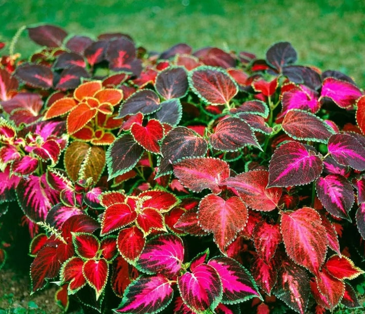 Heirloom Mixed Color Coleus Flower Seeds for Planting – Non-GMO, Vibrant Ornamental Foliage Variety