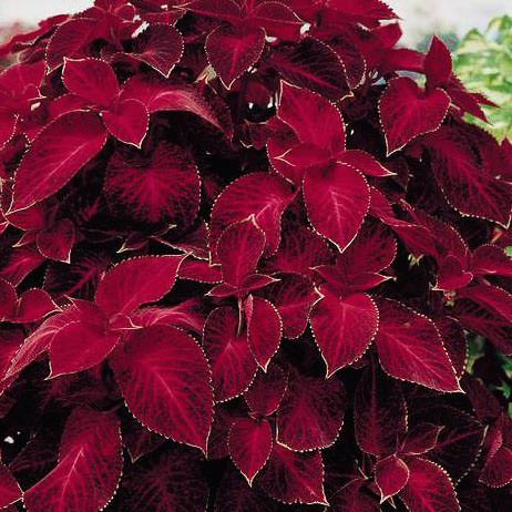 Coleus Wizard Velvet Red Plant Flower Seeds for Planting – Heirloom, Non-GMO, High Germination Organic Garden Seeds